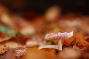 Foto de seta en otoño